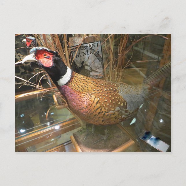 Carte Postale Pheasant (Devant)