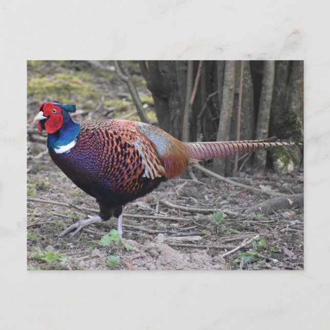 Carte Postale Pheasant (Devant)