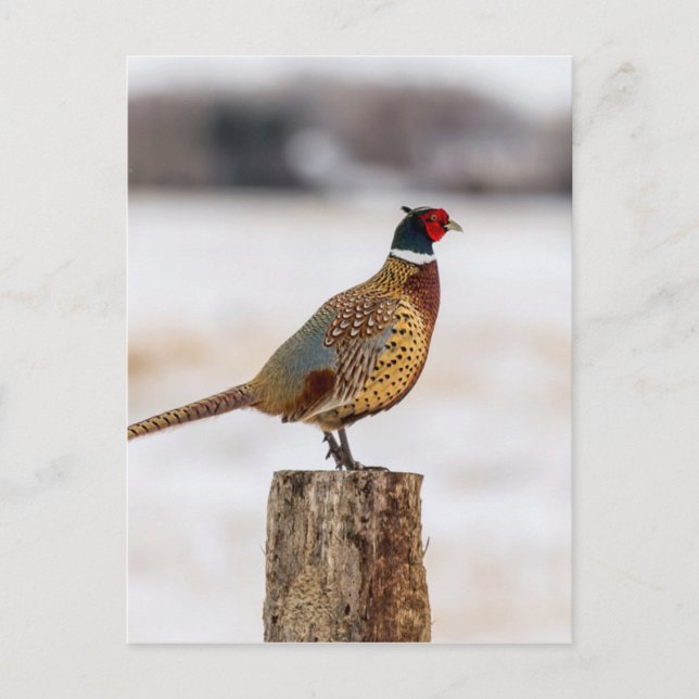 Carte Postale Pheasant (Devant)