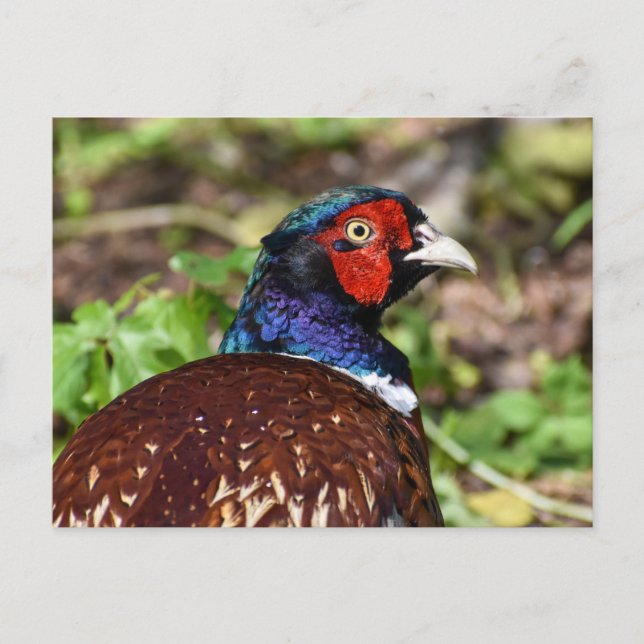 Carte Postale Pheasant (Devant)