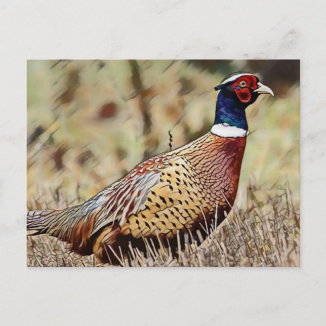 Carte Postale Pheasant (Devant)