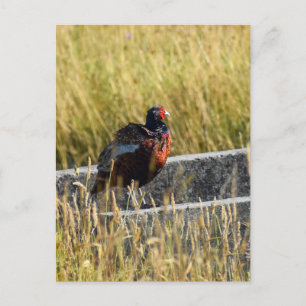 Carte Postale Pheasant