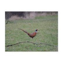 Pheasant