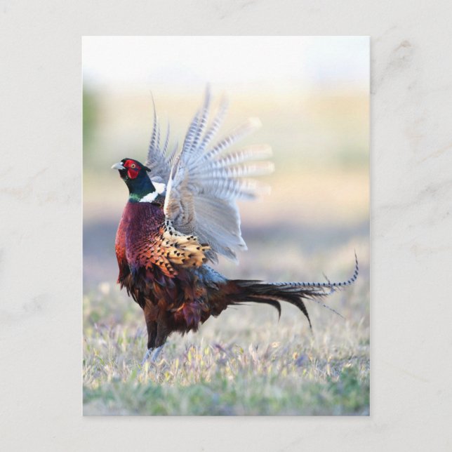 Carte Postale Pheasant à cou cerf (Devant)