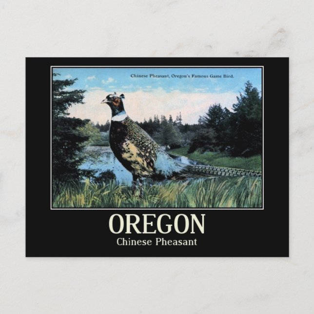 Carte Postale Phéasant chinois, Oregon's Game Bird (Devant)