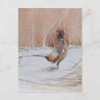 Phéasant dans la neige