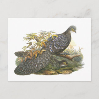 Carte Postale Pheasant de paon