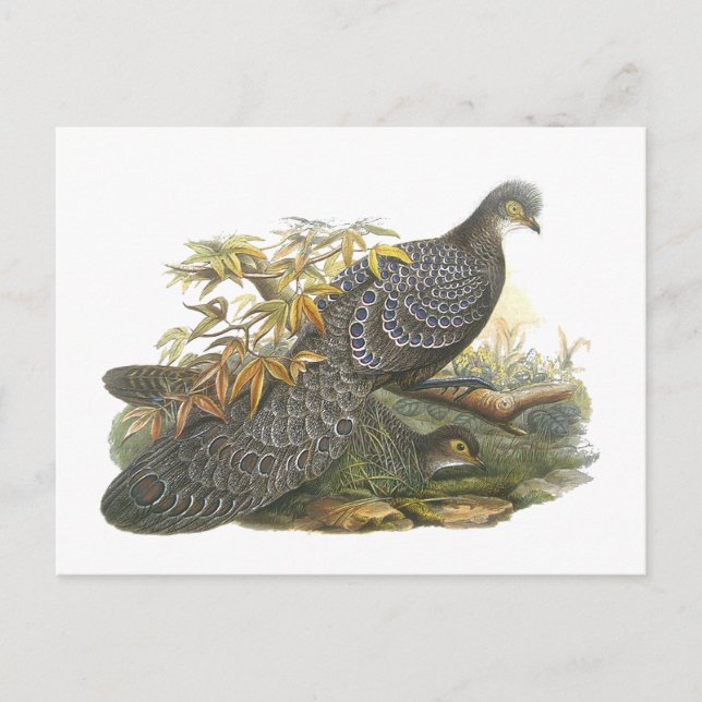 Carte Postale Pheasant de paon (Devant)