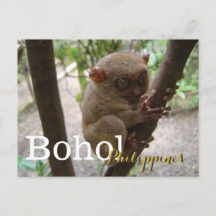 Carte Postale Philippine Tarsier de Bohol