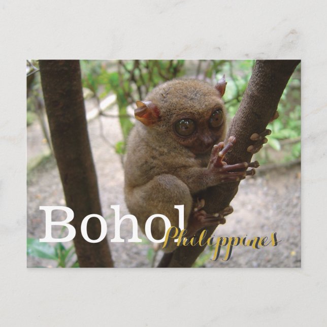 Carte Postale Philippine Tarsier de Bohol (Devant)