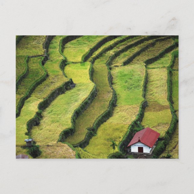 Carte Postale Philippines, Batad, vue surélevée de riz (Devant)