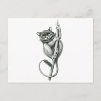 Carte Postale Philipppine Tarsier schukina