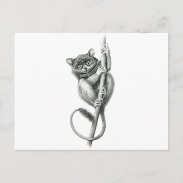 Carte Postale Philipppine Tarsier schukina (Devant)
