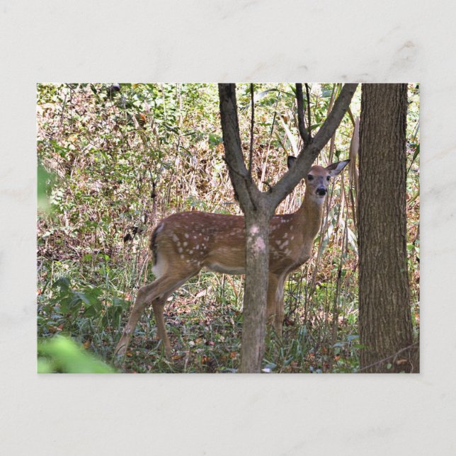 Carte postale Philly Whitetail Fawn (Devant)