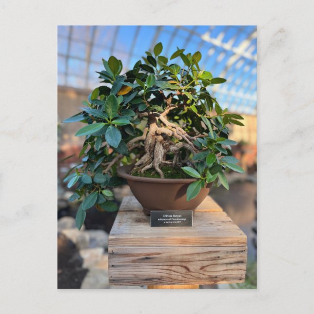 Carte Postale Phipps Conservatoire Bonsai Tree (Devant)