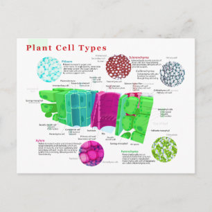 Carte Postale Phloem Xylem Sclerenchyma Collenchyma Leaf