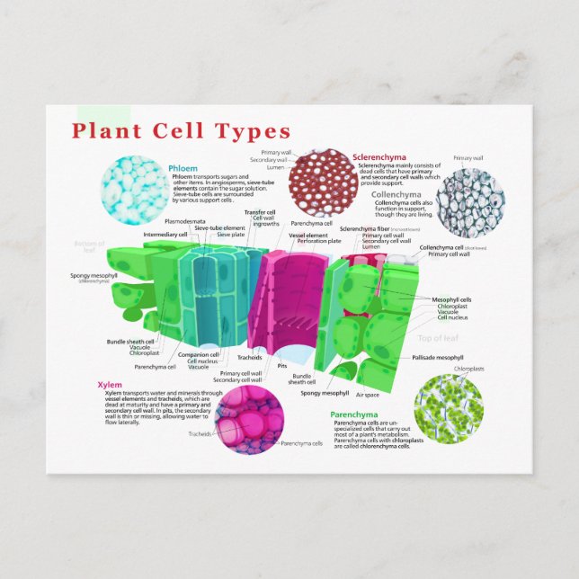 Carte Postale Phloem Xylem Sclerenchyma Collenchyma Leaf (Devant)