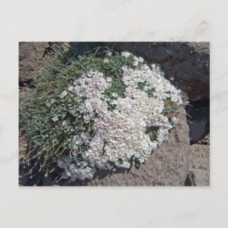 Carte Postale Phlox diffusa