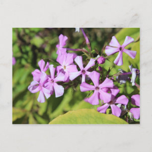 Carte Postale Phlox pérenne n° 1