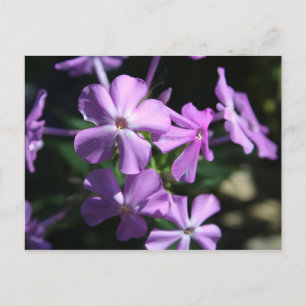 Carte Postale Phlox pérenne n° 2