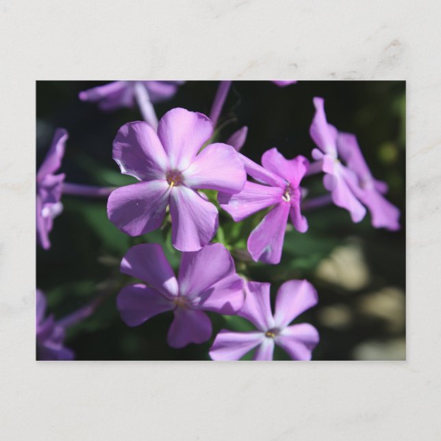 Carte Postale Phlox pérenne n° 2 (Devant)