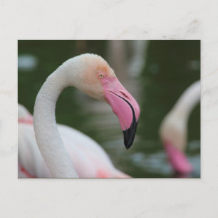 Carte Postale Phoenicopterus roseus