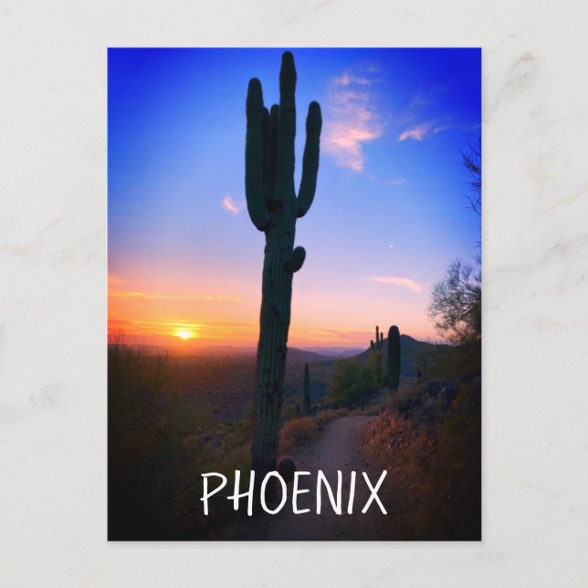 Carte Postale Phoenix Arizona Saguaro Cactus Sunset Souvenir (Devant)
