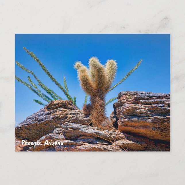 Carte Postale Phoenix Arizona, Young Teddy Bear Cholla Cactus, (Devant)