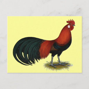 Carte Postale Phoenix :  BB Red Rooster