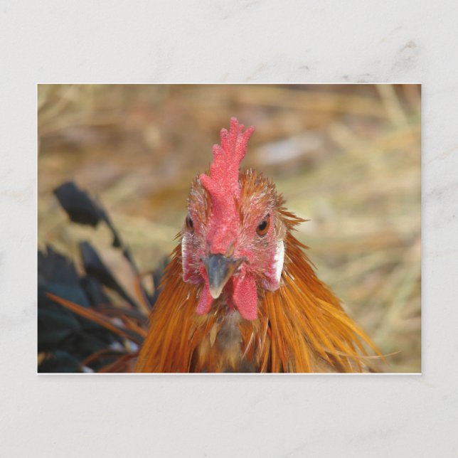 Carte Postale Phoenix fixe l'appareil photo (Devant)