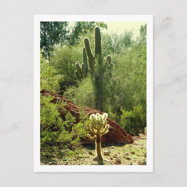 Carte Postale Phoenix Flora (Devant)