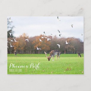 Carte postale Phoenix Park