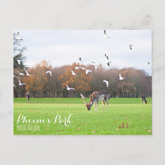 Carte postale Phoenix Park (Devant)