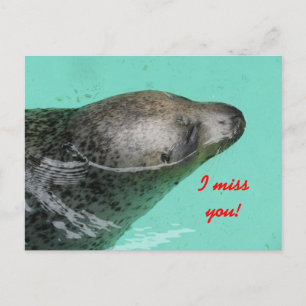 Carte Postale Phoque