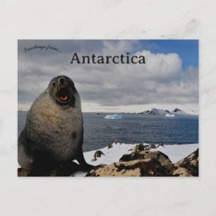 Carte Postale Phoque au cap Shirreff Livingston Island Antarctiq