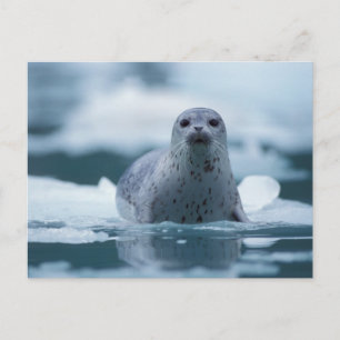 Carte Postale phoque commun du pacifique, Phoca vitulina richard