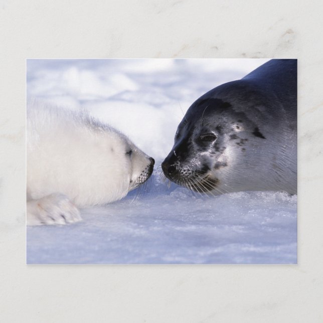 Carte Postale Phoque de Groenland mère avec son petit (Devant)