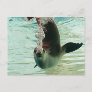 Carte Postale Phoque gris Plongée bulles sous-marines du nez