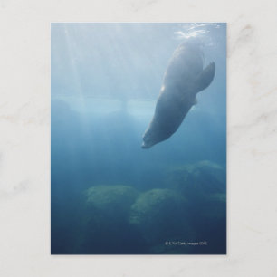 Carte Postale Phoque nageant sous l'eau