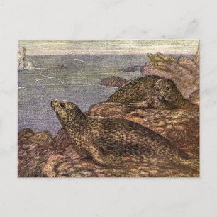 Carte Postale Phoques, Animaux Marins de la Vie Océanique Ancien