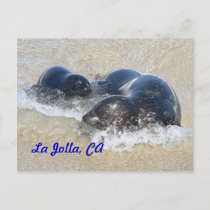 Carte Postale Phoques bébés à La Jolla