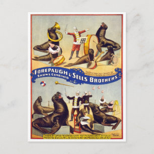 Carte Postale Phoques de cirque merveilleusement dressés, 1899