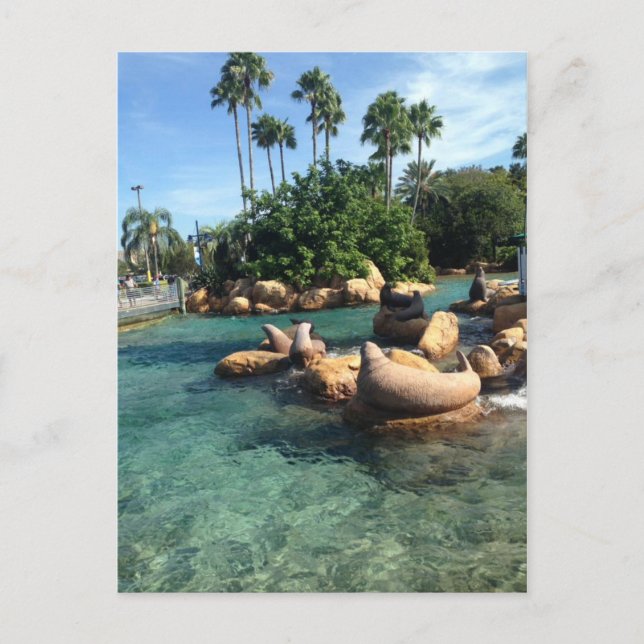 Carte Postale Phoques et lions de mer (Devant)