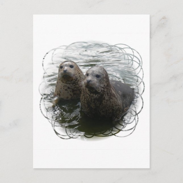 Carte postale Phoques pour bébés (Devant)