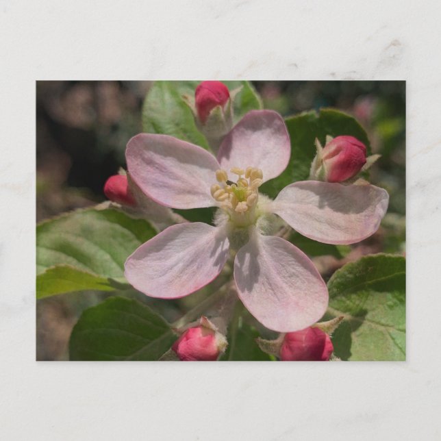 Carte Postale Photo 5 étoiles Apple Blossom (Devant)
