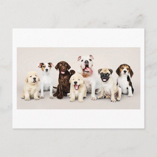 Carte Postale Photo adorable Chiots mignons (Devant)