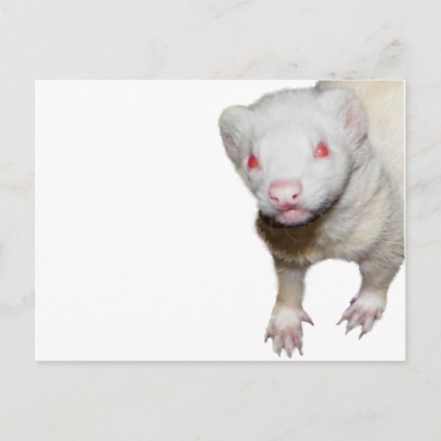Carte Postale Photo Albino Ferret (Devant)
