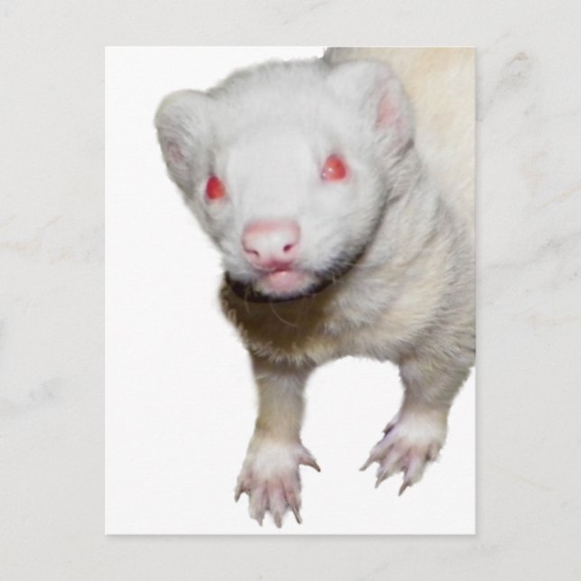Carte Postale Photo Albino Ferret (Devant)