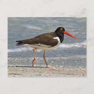 Carte Postale Photo American Oystercatcher