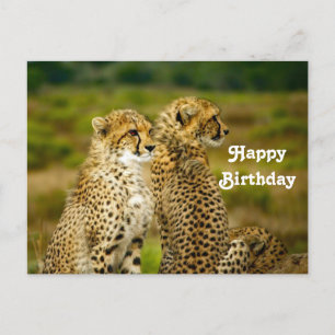 Carte Postale Photo Anniversaire Guépard Faune